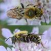 Osmia dimidiata